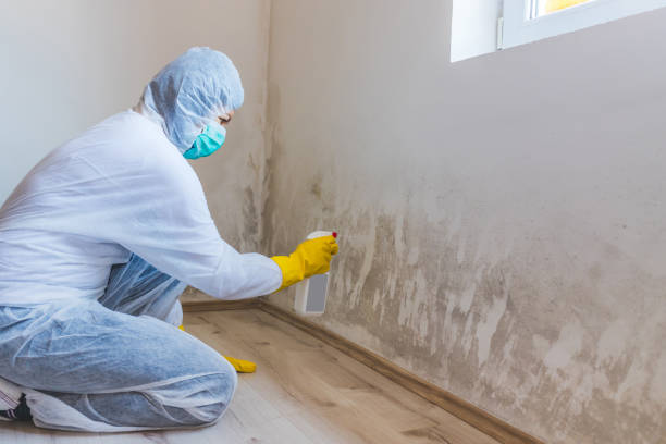 Licensed Attic Mold Removal service in Berkeley Heights, NJ - WQB Mold Removal