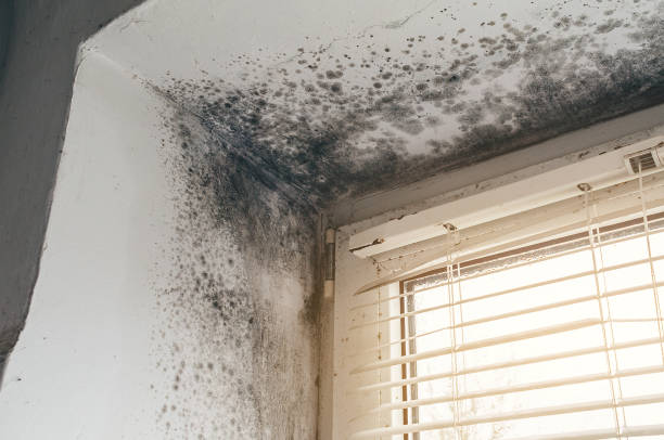 Affordable Attic Mold Removal solutions in Berkeley Heights, NJ