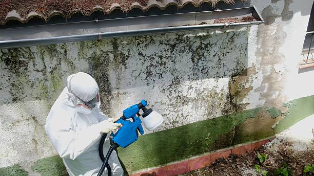Top rated local Attic Mold Removal specialists in Berkeley Heights, NJ
